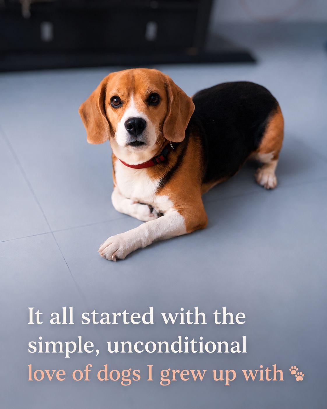 A beagle resting at home